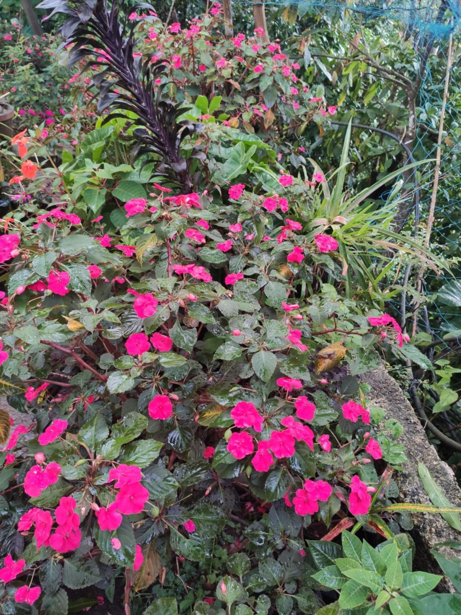 Soly'S Villa Homestay Munnar Δωμάτιο φωτογραφία