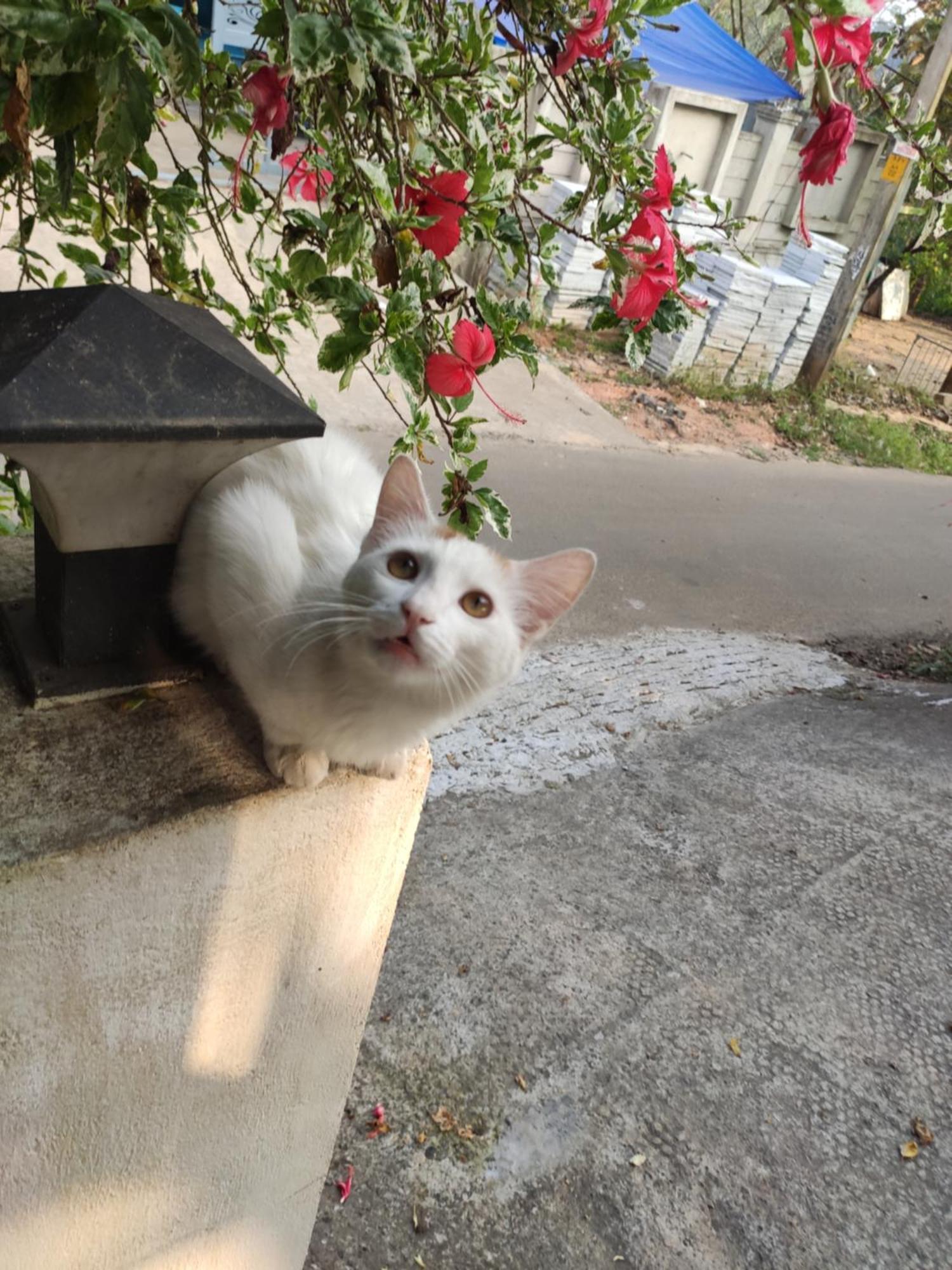 Soly'S Villa Homestay Munnar Εξωτερικό φωτογραφία